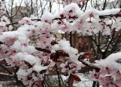 سرمازدگی 10 تا 100 درصدی محصولات باغی و کشاورزی جنوب استان همدان
