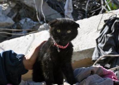 زلزله ترکیه؛ گربه ای که امید نامیده شد
