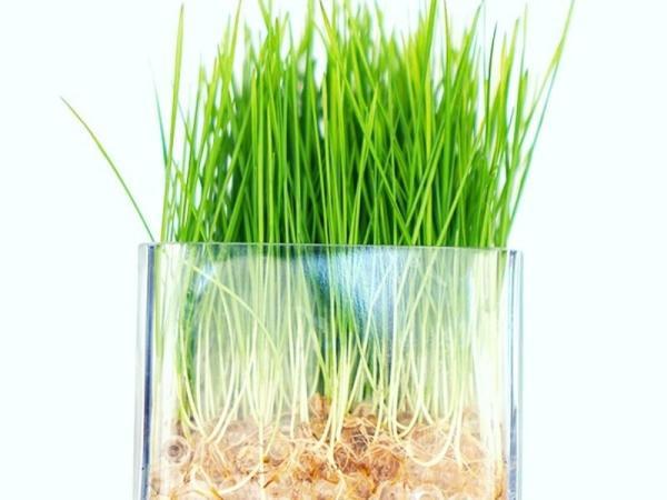 آموزش 3 روش کاشت سبزه در خاک ژله ای ، برترین زمان کاشت