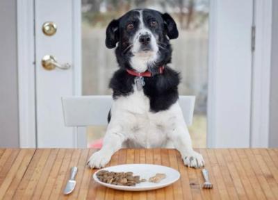 تنوع غذایی در پت شاپ اینترنتی لیما برای سگ ها