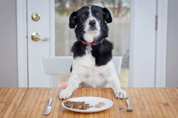 تنوع غذایی در پت شاپ اینترنتی لیما برای سگ ها